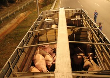 LORI membawa 66 ekor babi yang ditahan dalam Operasi Pra MAREA di Lebuh Raya WCE dekat Sitiawan hari ini. - UTUSAN