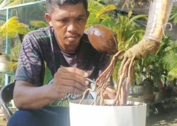 MOHD. Zulkifli Hasan Basri menggubah bonsai kelapa bentuk kerengga di kediamannya di Kampung Perepat, Kapar, Klang, Selangor. 
– UTUSAN/ABDUL RAZAK IDRIS