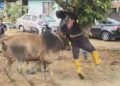 MD. RABU kini dirawat di Hospital Jasin akibat patah tulang rusuk dan paru-paru berdarah akibat ditanduk lembu korban.