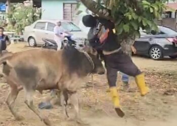 MD. RABU kini dirawat di Hospital Jasin akibat patah tulang rusuk dan paru-paru berdarah akibat ditanduk lembu korban.