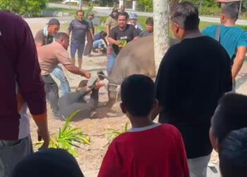 SEEKOR kerbau yang agresif ketika program sembelihan korban menyebabkan tiga petugas cedera  di Surau Tajul Ulum, Kampung Batu 3, Jalan Tanjung Tualang di Batu Gajah semalam. - UTUSAN