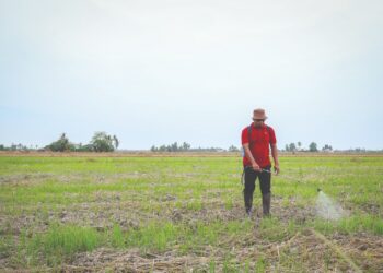 MOHD. Izuan Zainal Abidin menyembur racun pada batas selepas musim menuai di petak sawahnya di Sawah Sempadan, Tanjung Karang, baru-baru ini. - UTUSAN/MUHAMAD IQBAL ROSLI