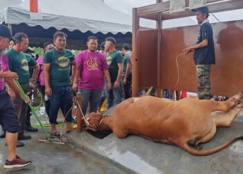 RUMAH sembelihan khas Masjid As-Salimin Kampung Kandang buat kali pertama digunakan sempena Aidiladha, memudahkan urusan korban walaupun dalam hujan. - UTUSAN/AMRAN ALI