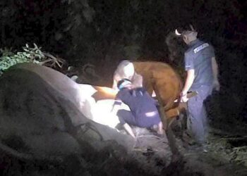 ANGGOTA Perhilitan memotong tali yang terjerat pada kaki anak gajah liar di sebuah ladang sawit di Felda Neram II, Kemaman di Terengganu. - IHSAN PERHILITAN
