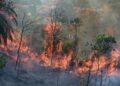 API marak memusnahkan kawasan hutan di Karya Indah, wilayah Riau, Indonesia. – AFP