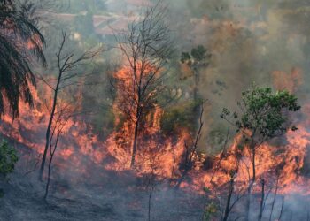 API marak memusnahkan kawasan hutan di Karya Indah, wilayah Riau, Indonesia. – AFP