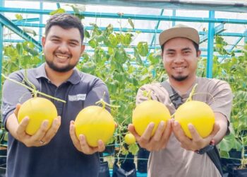 MOHAMMAD Akhyar Yang Baharum (kanan) dan Muhammad Farhan Dzulkifli penggemar tembikai emas di Tapah kerana tekstur, keharuman dan rasanya seakan mempelam harumanis. – UTUSAN/MEGAT LUTFI MEGAT RAHIM  