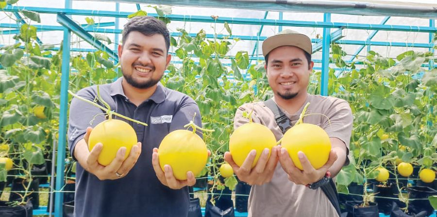 Tanam tembikai emas tambah dana tahfiz