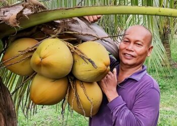 ABU HASSAN Abdullah menunjukkan kelapa jenis Sungai Gulang- Gulang di kebun miliknya di Kampung Lebu di Bentong, Pahang. – UTUSAN/SALEHUDIN MAT RASAD