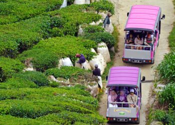 MANA-mana individu atau syarikat perlu memohon lesen untuk menyediakan perkhidmatan pelancongan meliputi pengangkutan, penginapan atau penganjuran pelancongan secara fizikal atau dalam talian.