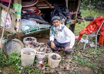 ZAMRI Mat  mengumpul getah beku untuk dijual dengan harga RM2.60 di Kampung Bukit Rang di Jerantut, Pahang. – UTUSAN/HARIS FADILAH AHMAD
