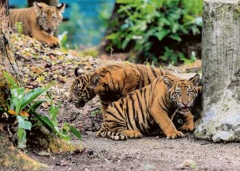 HARIMAU Malaya yang menjadi simbol kebanggaan nasional kini terancam.