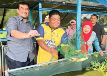 RUZAINI Rais (kanan) dan Mohamad Azhar Sudin (dua dari kanan) menunjukkan ikan puyu hibrid yang diternak di Kampung Dato’ Kayaman, Padang Besar, Perlis semalam. – UTUSAN/ASYRAF MUHAMMAD