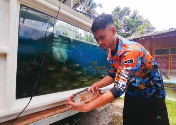 MUHAMMAD Jailani Mohd. Sabri melihat antara anak ikan kelah dipeliharanya sebelum dijual termasuk eksport ke luar negara di rumahnya di Kampung Basung, Hulu Terengganu. – UTUSAN/NOOR HAYATI MAMAT