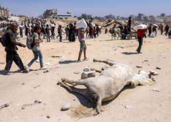 RAKYAT Palestin berjalan membawa pakej bantuan kemanusiaan melepasi bangkai seekor kuda di utara Semenanjung Gaza. – AFP