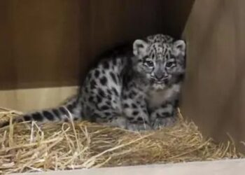 TANGKAP layar video menunjukkan anak harimau bintang salji pertama dilahirkan di Zoo Chester di UK.-agensi