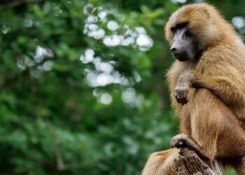 SEEKOR babun Guinea memanjat pokok di Zoo Tiergarten Nürnberg di German.-AGENSI