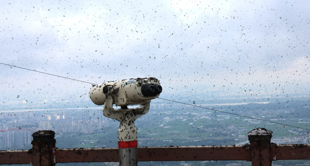 Korea Selatan diserang ‘lovebug’