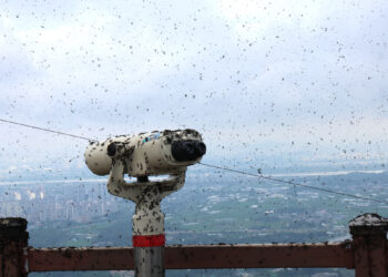 PUNCAK Gunung Gyeyang dipenuhi serangga lovebug.- AGENSI