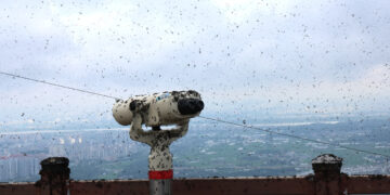 PUNCAK Gunung Gyeyang dipenuhi serangga lovebug.- AGENSI
