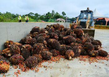 Hasil sawit dikumpulkan di Pusat Mengumpul Sawit (PMS) FELDA sebagai sebahagian usaha memastikan bayaran lebih telus dan adil kepada peneroka.