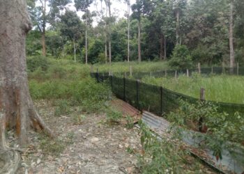 Lokasi kejadian mangsa diserang hidupan liar dipercayai kucing tulap di Kampung Pauh, Terachi, di Kuala Pilah, semalam. -IHSAN PERHILITAN