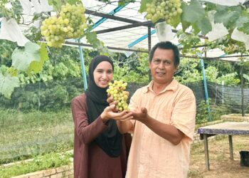 ROSLI Lazim bersama Siti Nur Ain menunjukkan buah anggur yang ditanam di rumah mereka di Kampung Bemban, Kuala Pilah semalam. – UTUSAN/NOR SHAFIQAH MOHD. GHAZALI