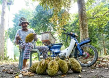MOHD. Ali Khan Marekar membersihkan buah durian dari kebunnya di Kampung Ulu Kuang, Chemor dekat Ipoh, Perak semalam. – UTUSAN/MUHAMAD NAZREEN SYAH MUSTHAFA