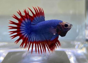 AN laga jenis Crowntail milik Mohamad Nor Syahmi.