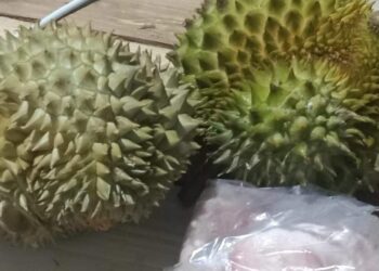 IMEJ menunjukkan dua biji durian yang dibeli seorang wanita untuk anaknya sebelum ia ditukar dengan dadah. – AGENSI