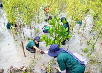 DRB-HICOM dengan kerjasama UiTM melancarkan Projek Pemuliharaan Hutan Paya Bakau bagi memulihara dan melindungi ekosistem hutan paya bakau.