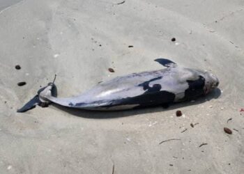 SEEKOR ikan lumba-lumba spesies Finless Porpoise ditemui mati terdampar di pesisir Pantai Tanjung Tokong, Pulau Pinang. - GAMBAR/FACEBOOK JABATAN PERIKANAN (DOF) PULAU PINANG