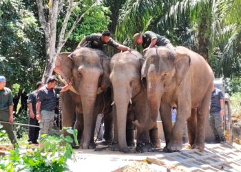 OPERASI memindahkan gajah liar (tengah) di Kampung Lasah, Sungai Siput hari ini. - UTUSAN
