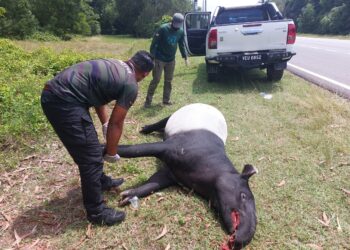 KAKITANGAN Jabatan Perlindungan Hidupan Liar dan Taman Negara (Perhilitan) melakukan pemeriksaan dan mengambil data bangkai tapir jantan yang mati dilanggar di Jalan Kuantan-Kemaman di Cerating, Kuantan, Pahang.