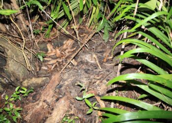 LOKASI rangka manusia ditemukan pada Mei lalu di kawasan semak Felda Bukit Mendi di Bera, Pahang.