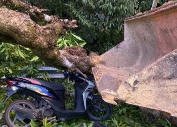 SEORANG warga emas maut setelah motosikal ditungganginya dihempap sebatang dahan pokok besar yang tiba-tiba patah di Kilometer 34, Jalan Kuala Bera–Chenor di Bera, Pahang.