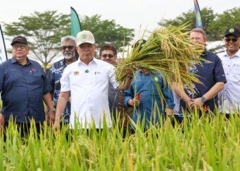 MOHAMAD Sabu menunjukkan Varieti Padi Clearfield Baharu Mardi MR CL3 dan MR CL4 pada majlis pengisytiharan benih tersebut di Pusat Benih Padi Felcra Berhad, Seberang Perak hari ini. - UTUSAN/MUHAMAD NAZREEN SYAH MUSTHAFA