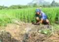 Bantuan insentif tunggu tuai RM600 pesawah tidak diteruskan sejak 2025. - GAMBAR HIASAN