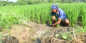 Bantuan insentif tunggu tuai RM600 pesawah tidak diteruskan sejak 2025. - GAMBAR HIASAN