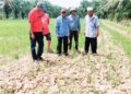 PESAWAH di Bagan Serai menunjukkan petak sawah yang kering di kawasan yang baru ditanam anak padi berikutan kekurangan bekalan air dari Tasik Bukit Merah yang mengalami penyusutan disebabkan musim panas. – UTUSAN/WAT KAMAL ABAS