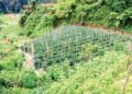 PENGELUARAN sayur-sayuran Tanah Tinggi Cameron Highlands, Pahang semakin merosot sekali gus akibat kemasukan produk pertanian dari luar negara.