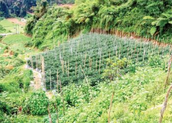 PENGELUARAN sayur-sayuran Tanah Tinggi Cameron Highlands, Pahang semakin merosot sekali gus akibat kemasukan produk pertanian dari luar negara.