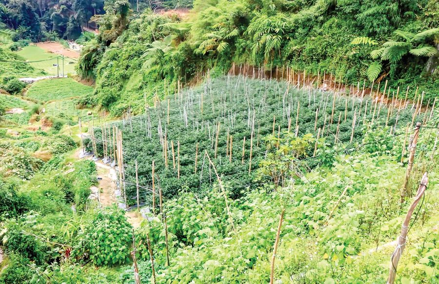 Sayur import tekan pekebun tempatan