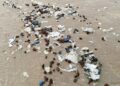 SAMPAH dan pelekat biru terdampar di Pantai Bagdad bulan lalu selepas pelancaran SpaceX mengalami kegagalan. – AGENSI