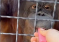 TANGKAP layar video menunjukkan seekor orang utan diberi vape oleh seorang atlet pertahanan diri Russia. – AGENSI