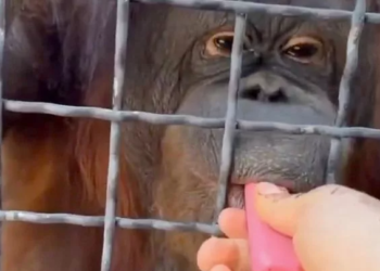 TANGKAP layar video menunjukkan seekor orang utan diberi vape oleh seorang atlet pertahanan diri Russia. – AGENSI