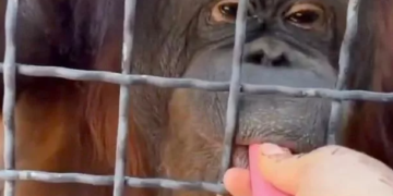 TANGKAP layar video menunjukkan seekor orang utan diberi vape oleh seorang atlet pertahanan diri Russia. – AGENSI