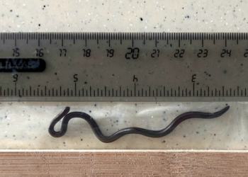 BARBADOS threadsnake hanya mampu membesar sehingga 10 sentimeter panjang dan selebar sehelai spageti. – AGENSI