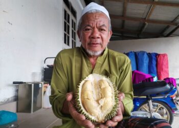 KAMARUDDIN Che Umar menunjukkan buah durian isi kuning yang menjadi buruan ramai peminat durian Hulu Besut, Terengganu. – UTUSAN/WAN ZURATIKAH IFFAH WAN ZULKIFLI