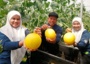 PESERTA Projek Tanaman MMT menunjukkan hasil tuaian 
di Kampung Pelam, Hulu Terengganu, Terengganu. – UTUSAN/NOOR HAYATI MAMAT